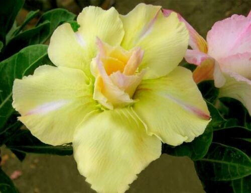 Graines adenium obesum - graines,