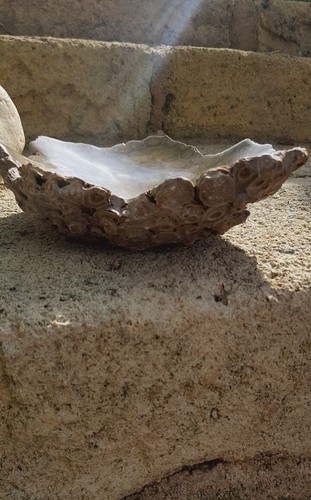 Coupe corail fossilsé - en,