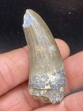 2.12''/ 5,4 cm  Suchomimus