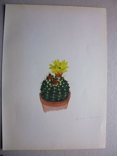 Botanique gravure couleur - botanique:gravure,