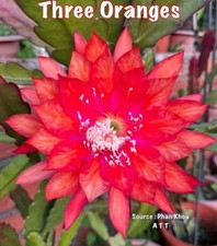 Epiphyllum THREE ORANGE -