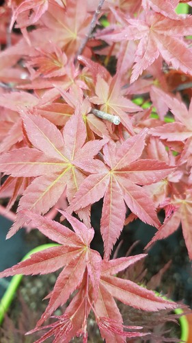 Acer palmatum deshojo - acer, /