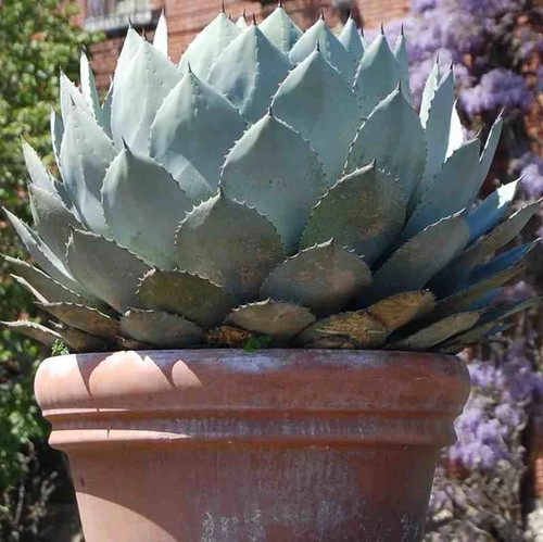 Agave parryi truncata - agave,