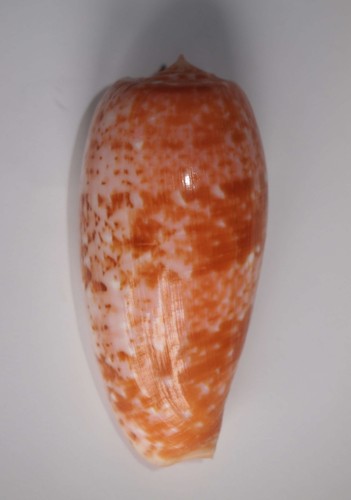 Conus bullatus