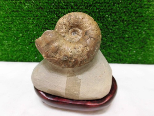 Fossil menuites ammonite rare - fossil,