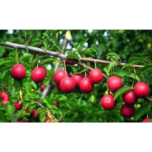Dwarf beauty plum - tree, bare
