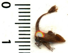 Membracidae - PYRGAUCHENIA SARASINORUM - Entomologie. Insecte 1672B