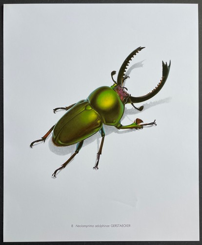 Entomologie neolamprima - entomologie,