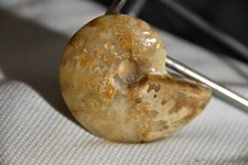 RARE ammonite Cleoniceras