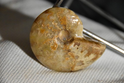 Rare ammonite cleoniceras - ammonite,