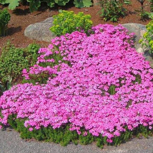Creeping phlox drummons - drummons, pink