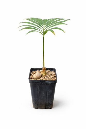 Cycas glauca cycade bleue - glauca,