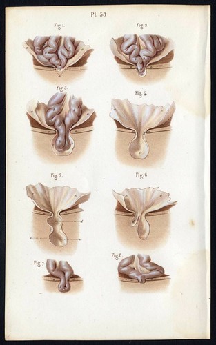 Cabinet curiosité planche - de,