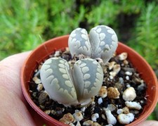 LITHOPS OTZENIANA cactus kakteen mesemb conophytum  succulenten caudex
