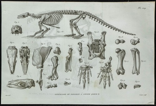 1836 squelette complet de - 1836,