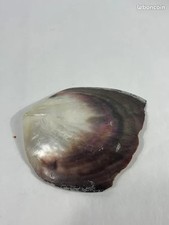 Nacre, coquillage souvenir de