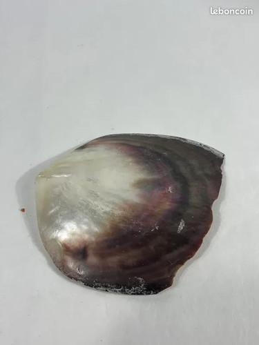 Nacre coquillage souvenir de - coquillage,