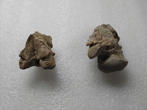Two mosasaur occipital skull - occipital,