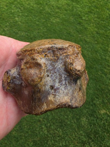 Caudal tail vertebrae ozan - vertebrae,