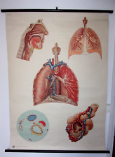 affiche scolaire anatomie Organes de la respiration