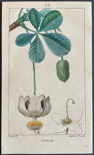 Flore médicale baobab gravure - médicale,