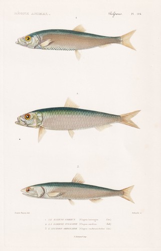 Hering herring clupea harengus - hering,