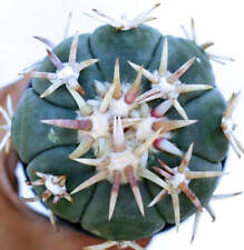 Echinocactus horizonthalonius