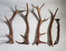 Lot 5 Superbe bois mue de cerf