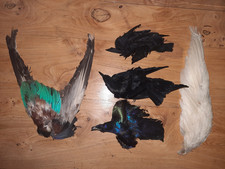5 APPLICATION ANCIENNE OISEAUX