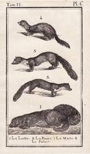 Gravure D'Otter Wiesel Iltis