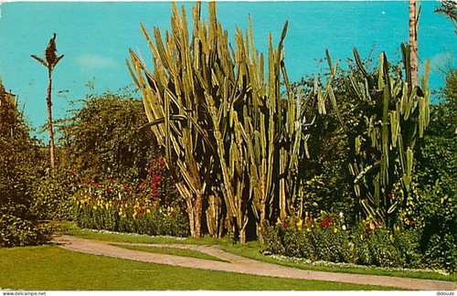 Carte postale fleurs - carte,