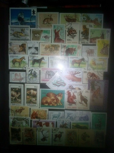 Animaux sauvages - animaux,