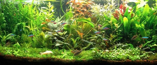 Lot 150 plantes aquarium - ,