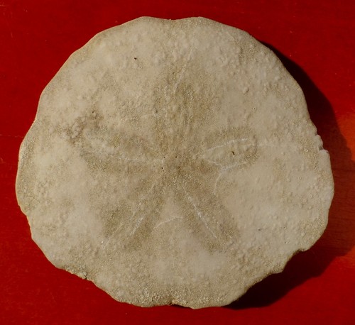 Oursin fossile gironde - oursin,