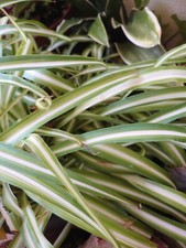 Chlorophytum Plante Araignée Vert blanc-Intérieur Couleur-Dépolluante 