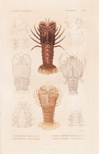 Scyllarus arctus crabes - scyllarus,