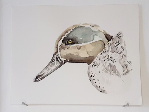 Sarcelle hiver aquarelle - sarcelle, d'hiver