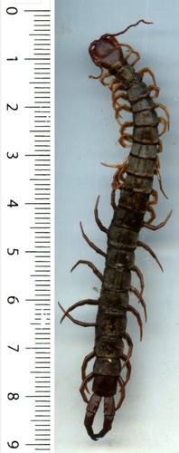 Scolopendre scolopendra sp 1 - -,