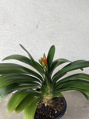 Large clivia miniata bush - 1,