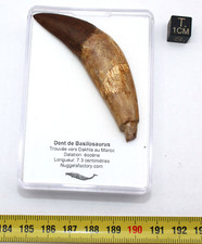 Dent de Basilosaurus dans une boite ( Maroc - 7.3 centimètres - 001 ** )