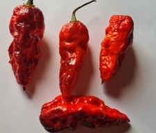 20 graines de piment rouge noir x douglah