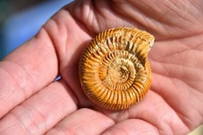 ammonite Leptosphinctes (cleitosphinctes) cleistus bajocien  de Caen. 42  mm