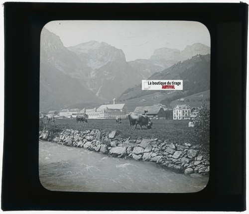 Vaches engelberg suisse - vaches,,