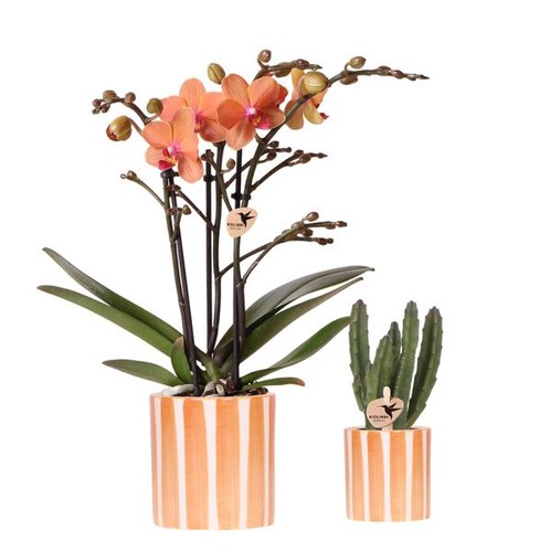 Ensemble orchidées avec - d'orchidées,