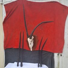 Taxidermie, grand trophée oryx - extrêmement RARE - anomalie d'une corne
