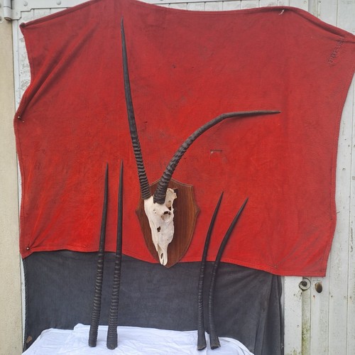 Taxidermie grand trophée - taxidermie,,