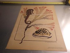 1920.hippocampe marine