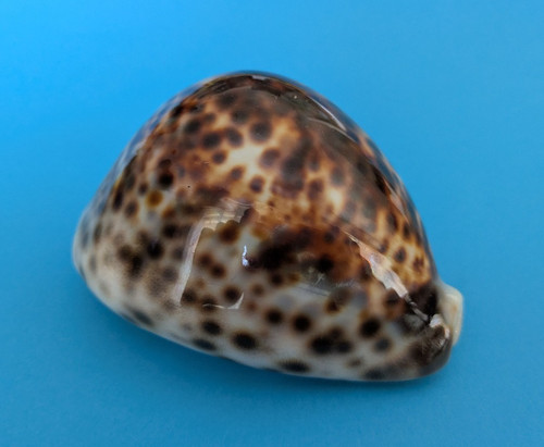 Cypraea tigris f - mm, f++