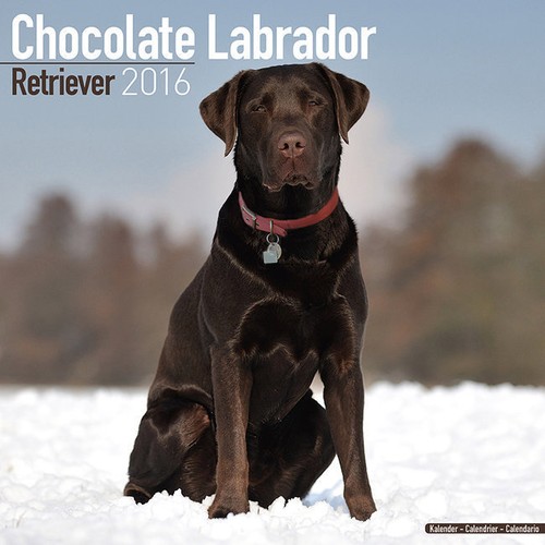 Calendrier 2016 labrador - calendrier,