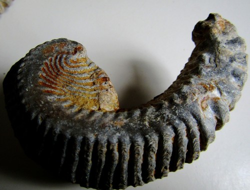 Huître fossile avec - fossile,